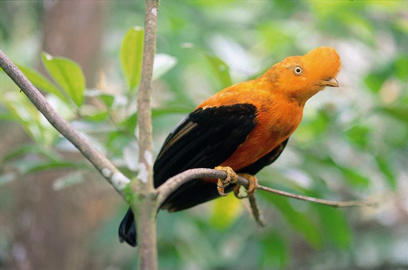 Foto - Peru – pobyt v Amazonii